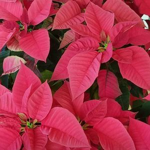 Meet your Posher, Nilsa